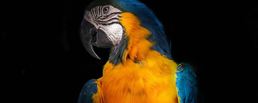 Osteofitose e o bico do papagaio – uma ave bastante especial